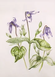 Clématite Integrifolia